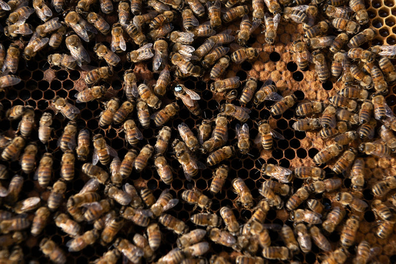 l'ape regina con il dorso blu - photobranding.it - scopri di più