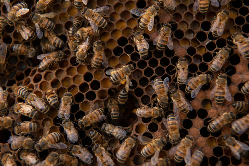 le api - photobranding.it - scopri di più