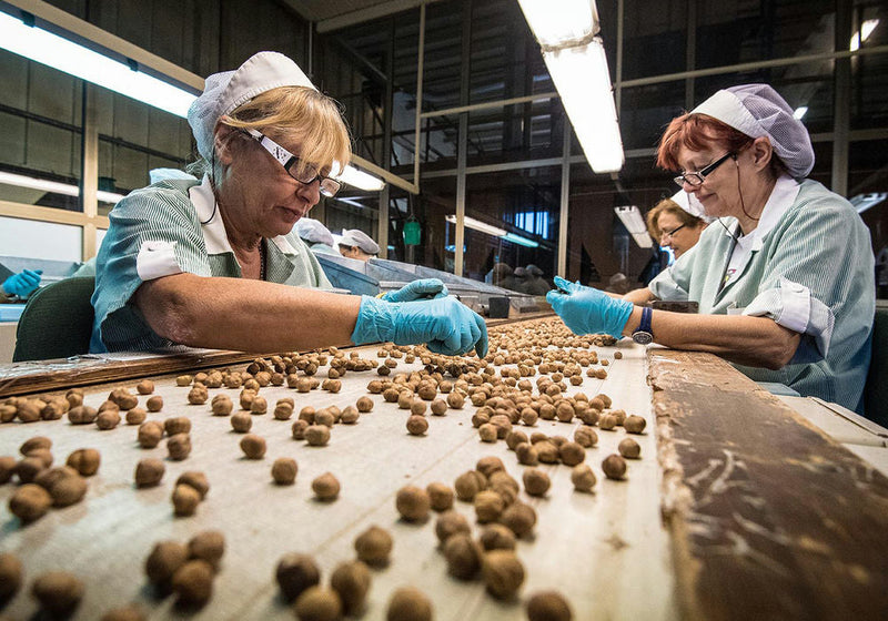 Due operai che scelgono le nocciole 