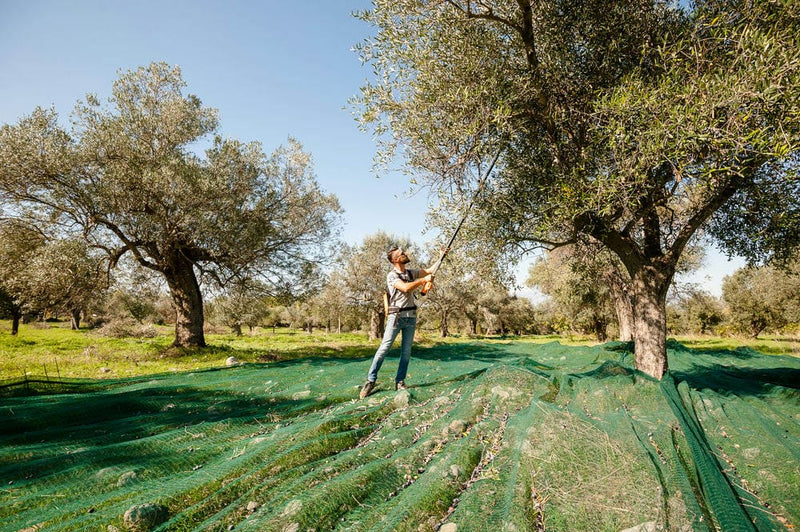raccolta delle olive con abbacchiatore - photobranding.it - scopri di più