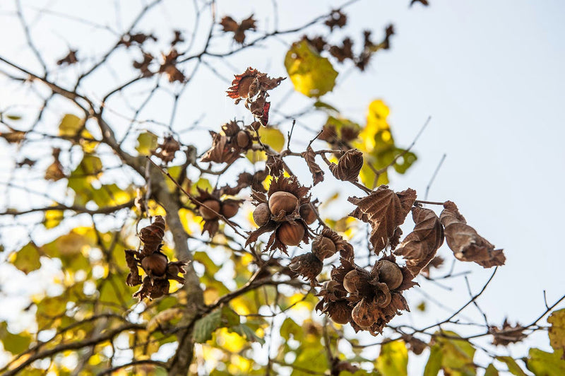 le nocciole mature - photobranding.it - scopri di più