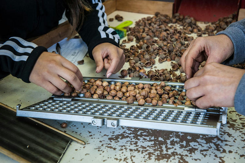 valtazione delle nocciole - photobranding.it - scopri di più