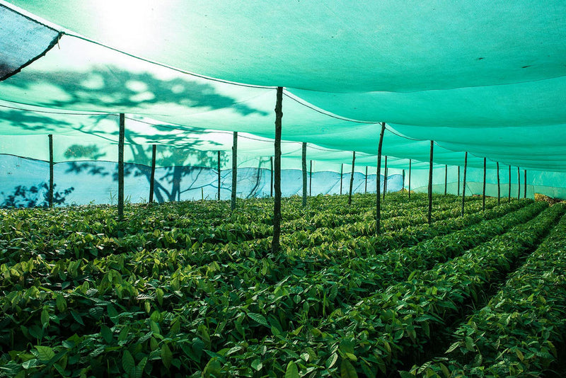 piantine di fave di cacao in serra - photobranding.it - scopri di più