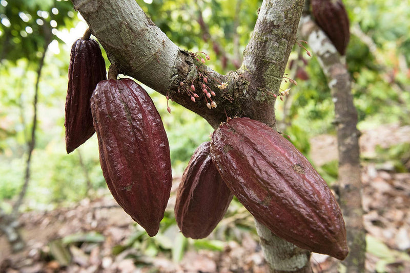 baccelli di cacao - photobranding.it - scopri di più